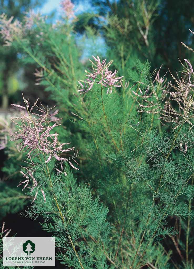 Tamarix ramosissima