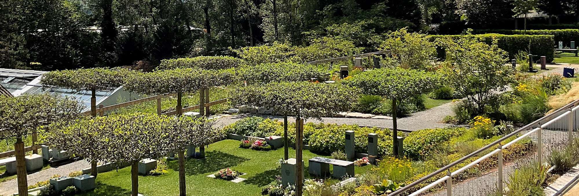 Projekt Friedhof LvE Dachbäume Viele Dachbäume als Schattenspender auf einem Friedhof