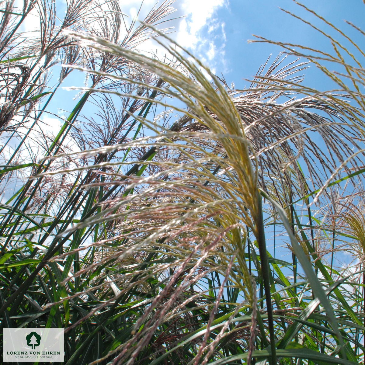 Miscanthus sinensis 'Silberfeder'