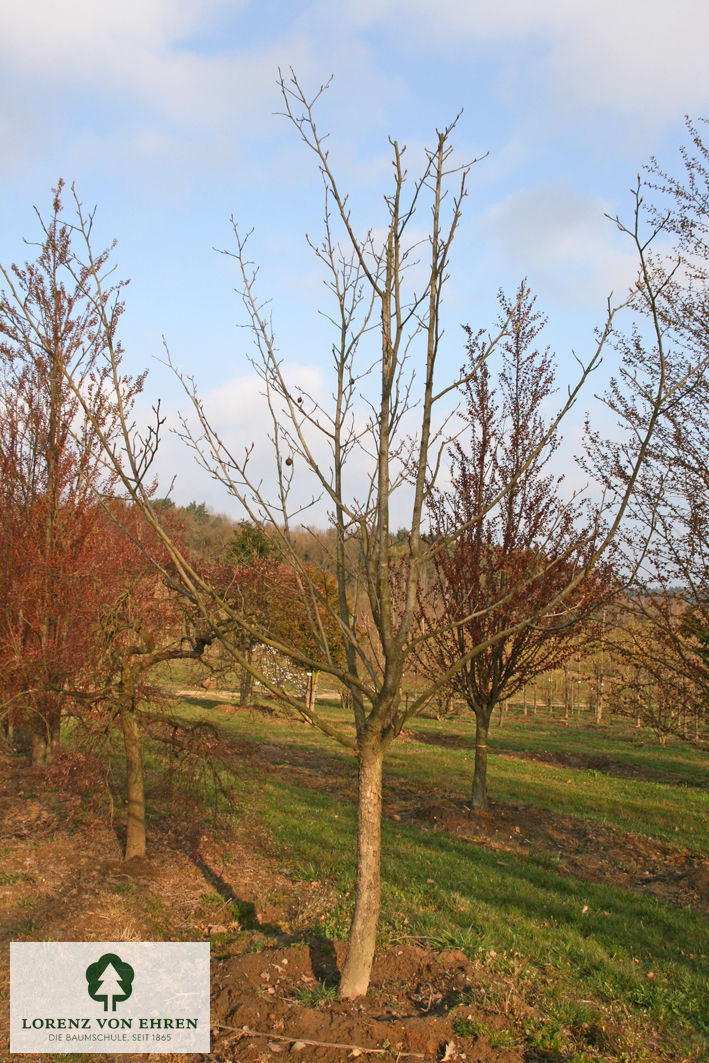 Davidia involucrata vilmoriniana