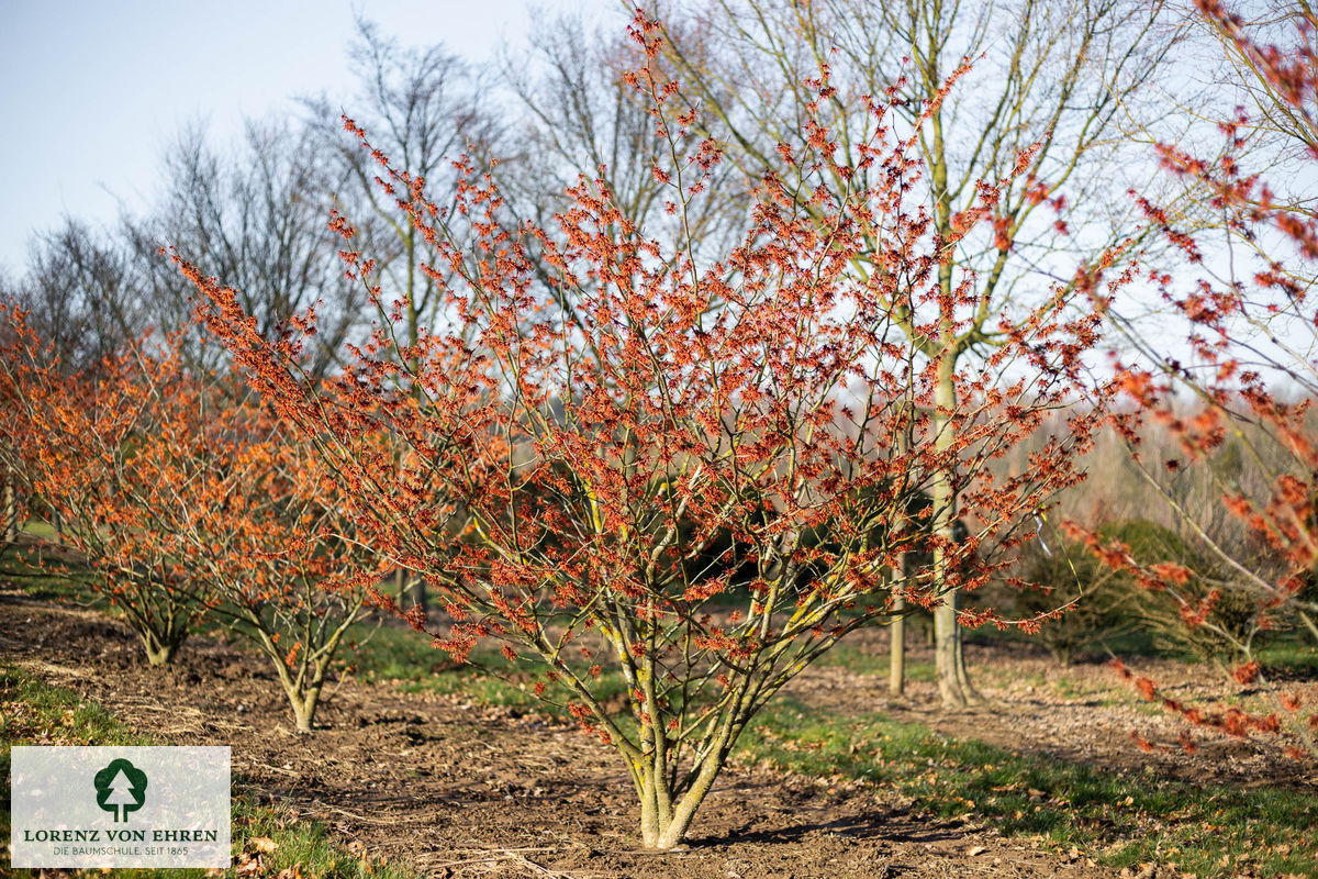 Hamamelis intermedia 'Feuerzauber'