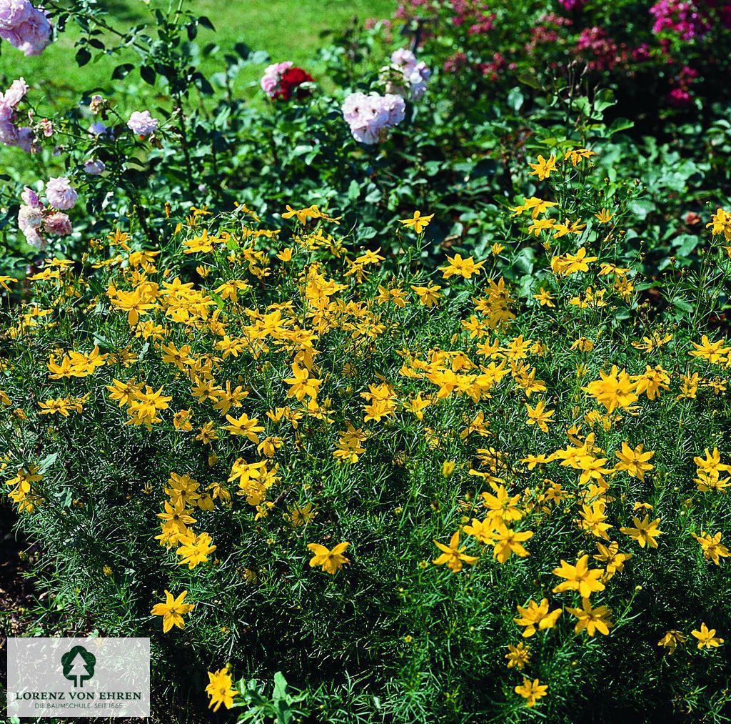 Coreopsis verticillata 'Grandiflora'