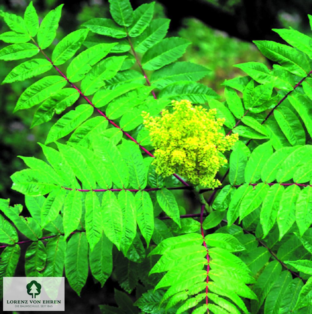 Rhus glabra