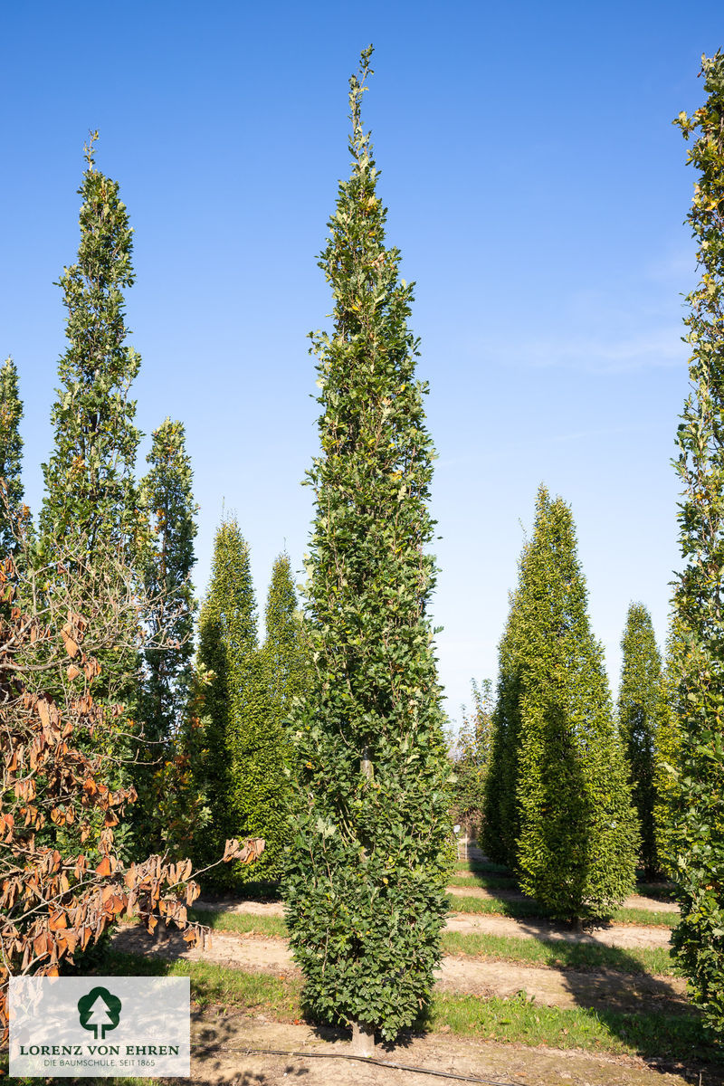 Quercus robur 'Fastigiata'