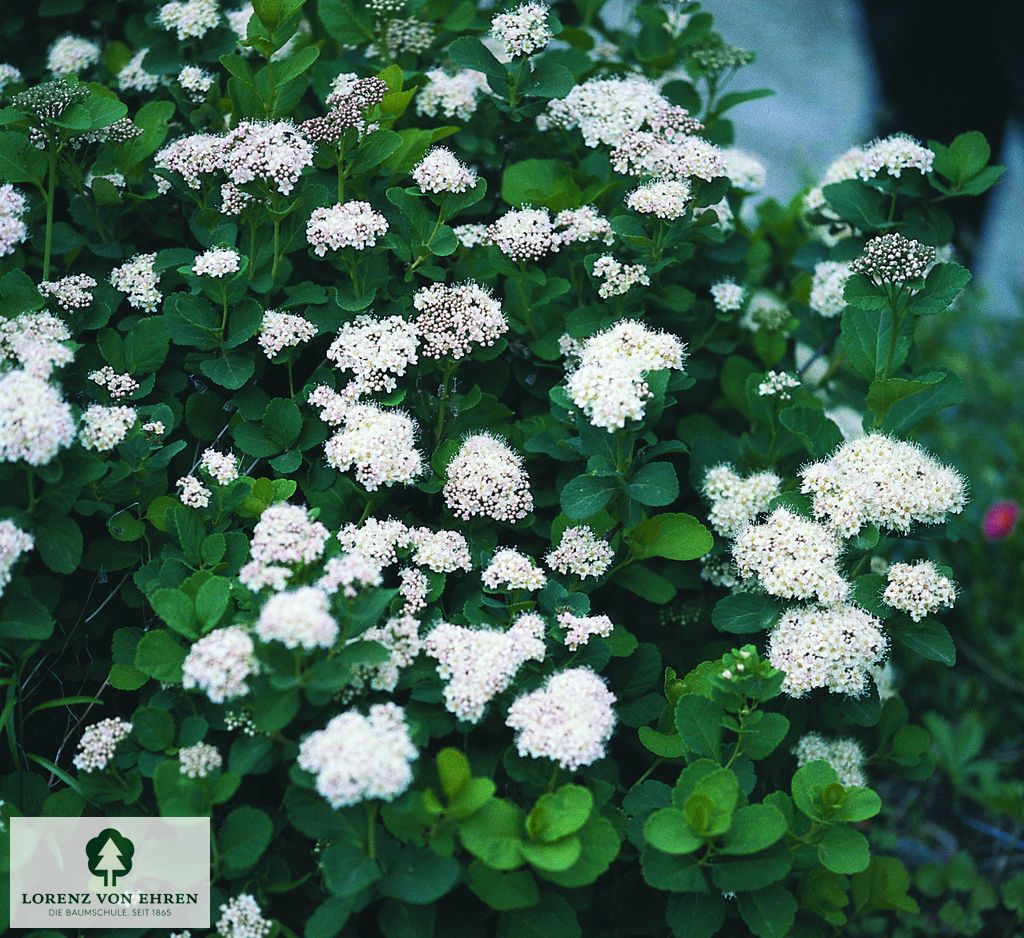 Spiraea decumbens