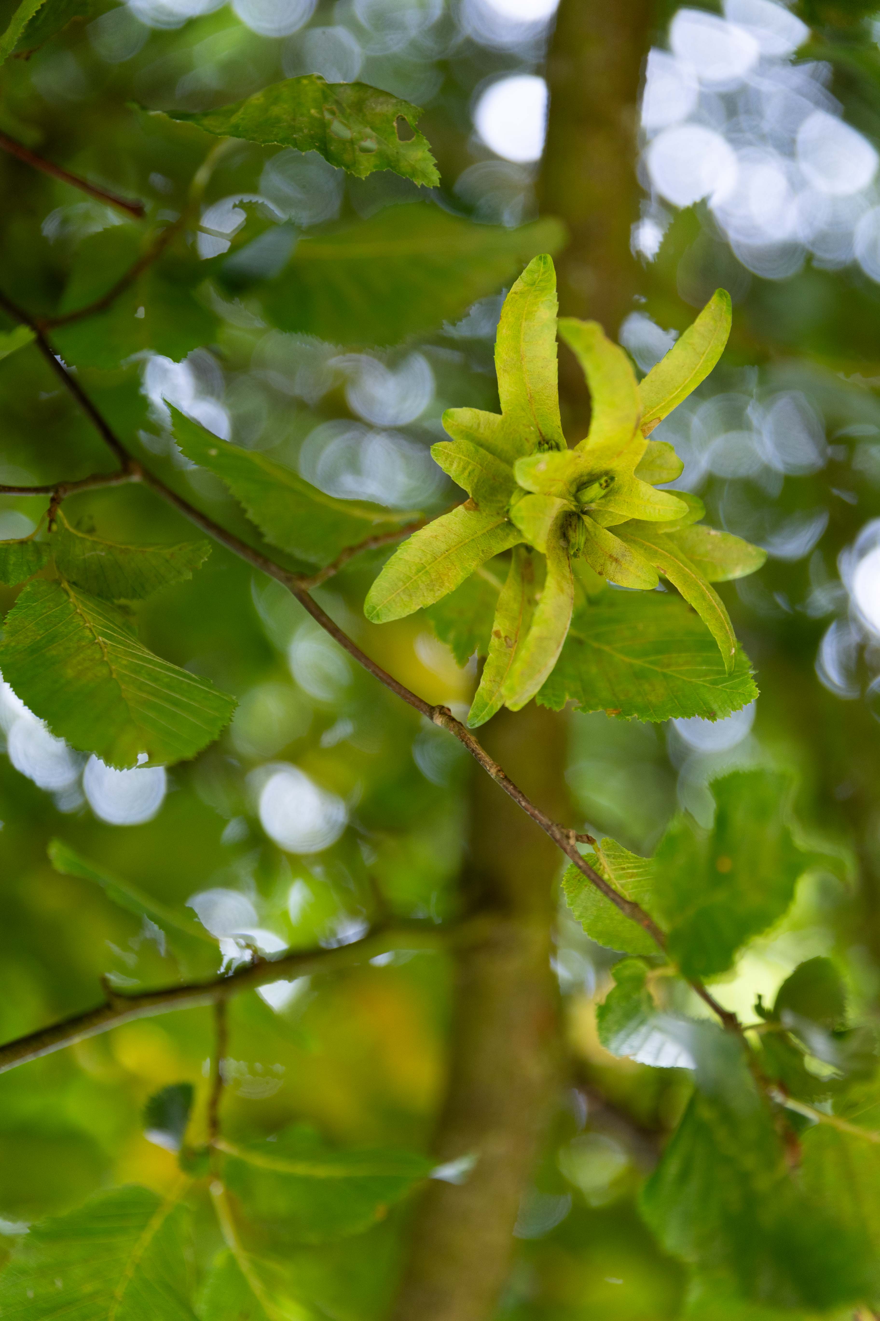 Detailaufnahme der Knospe der Hainbuche