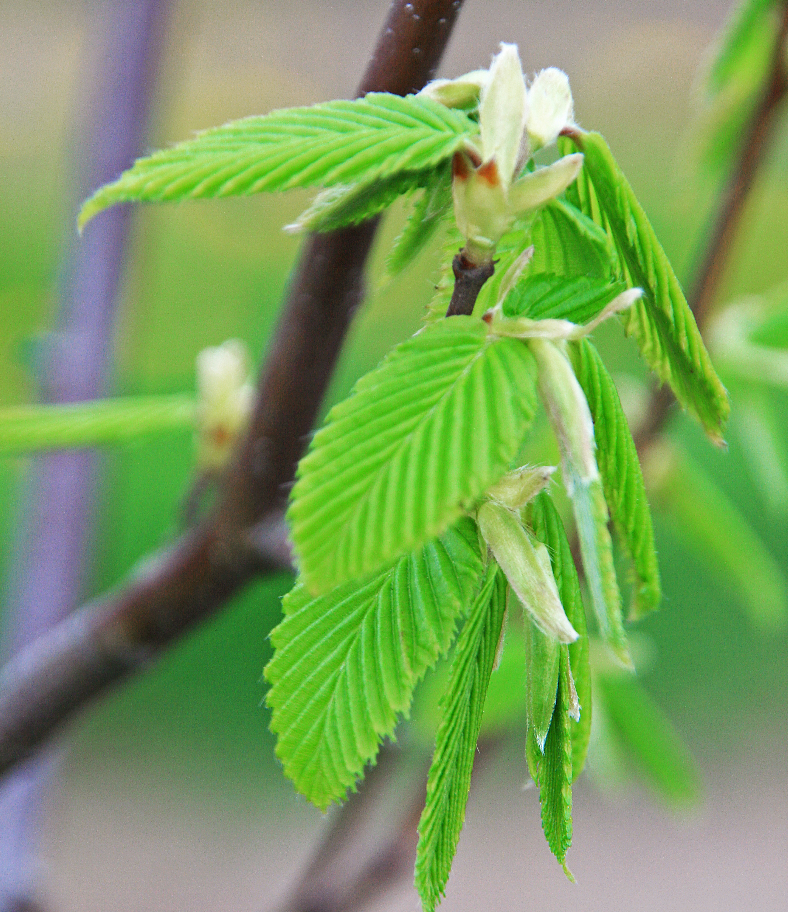 Carpinus betulus 'Frans Fontaine' Laub Hellgrünes junges Laub