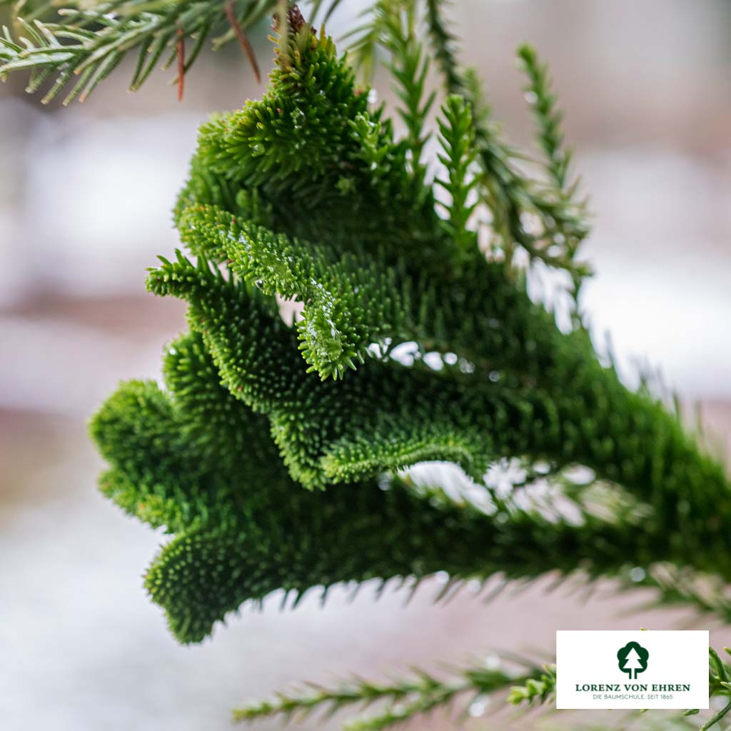 Cryptomeria japonica 'Cristata' Unikat
