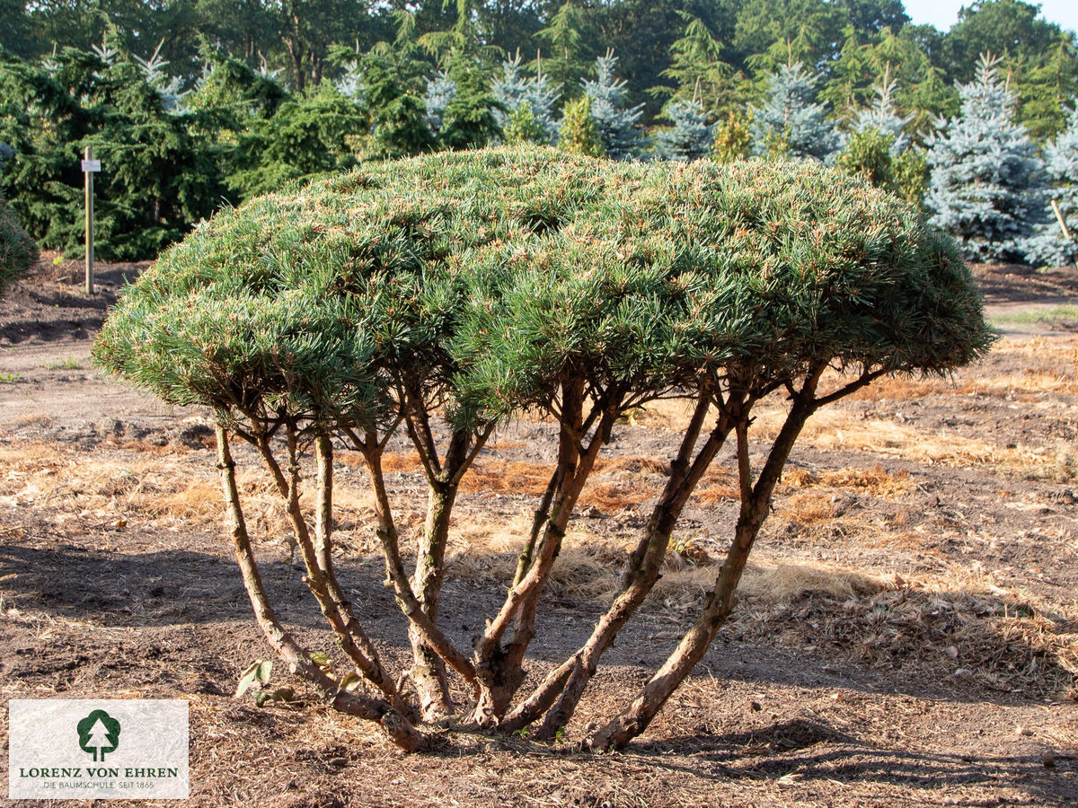 Pinus sylvestris 'Watereri'