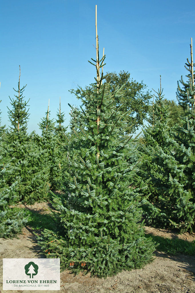 Picea omorika