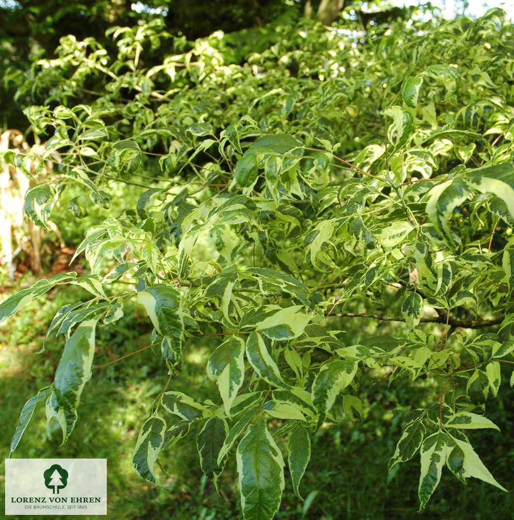 Acer negundo 'Aureovariegatum'