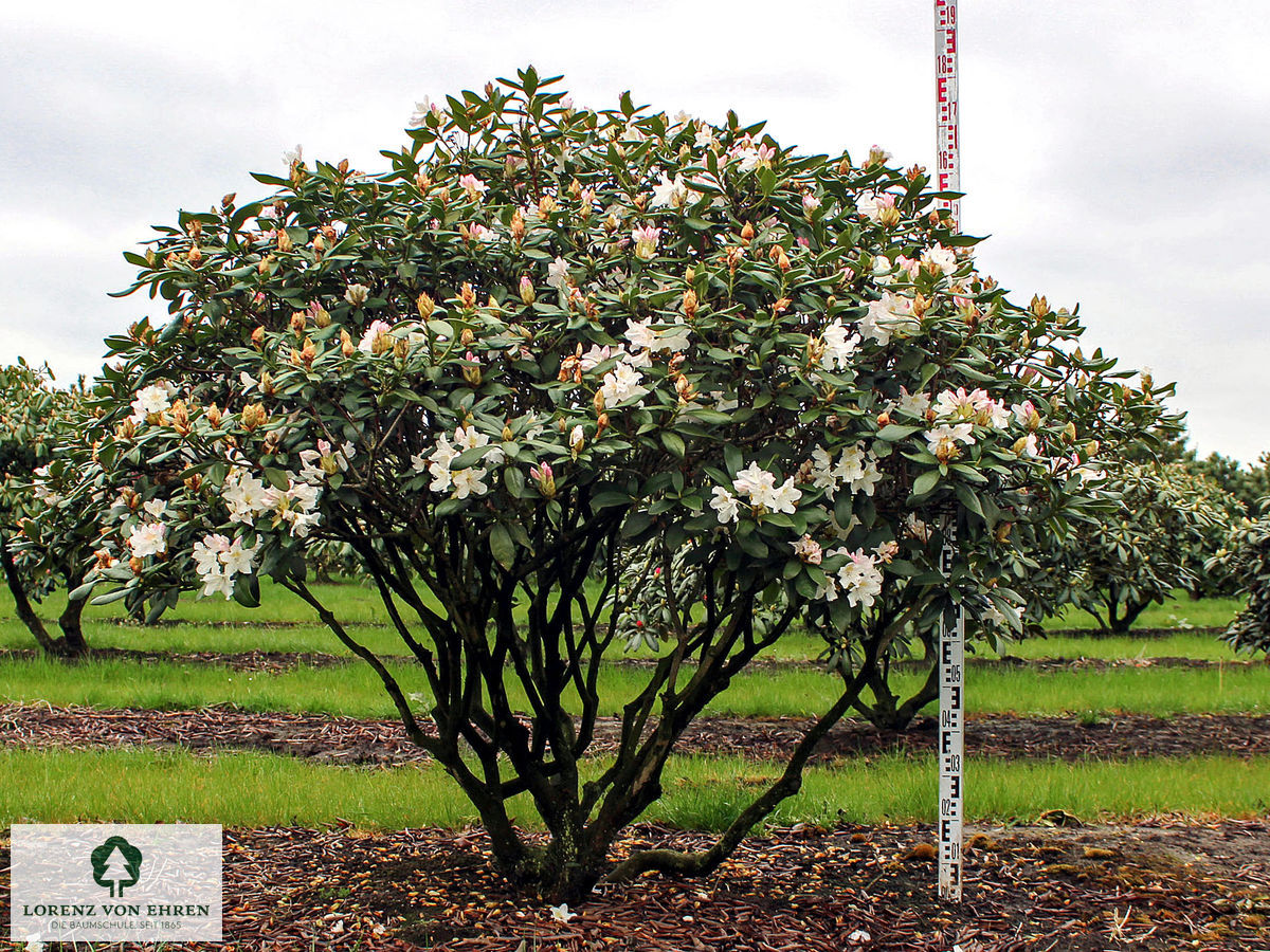 Rhododendron Hybride 'Cunninghams White'