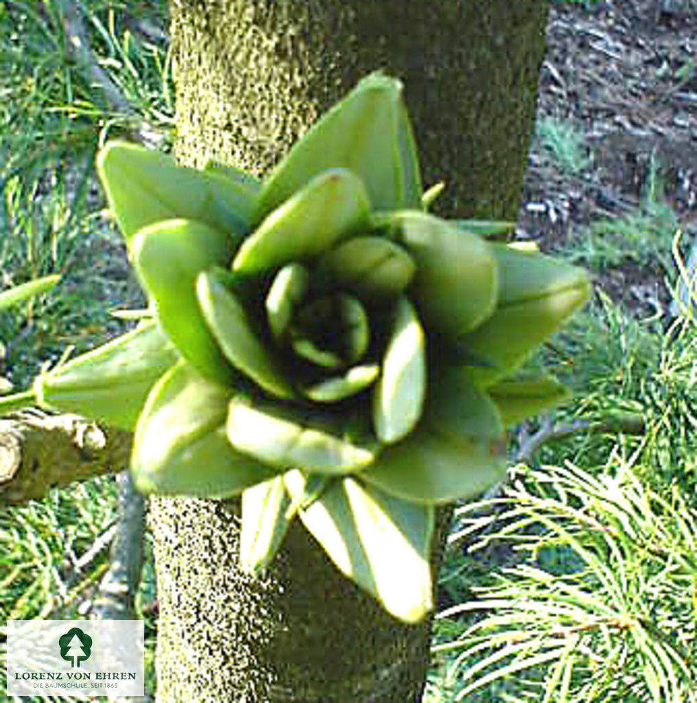 Pseudolarix amabilis