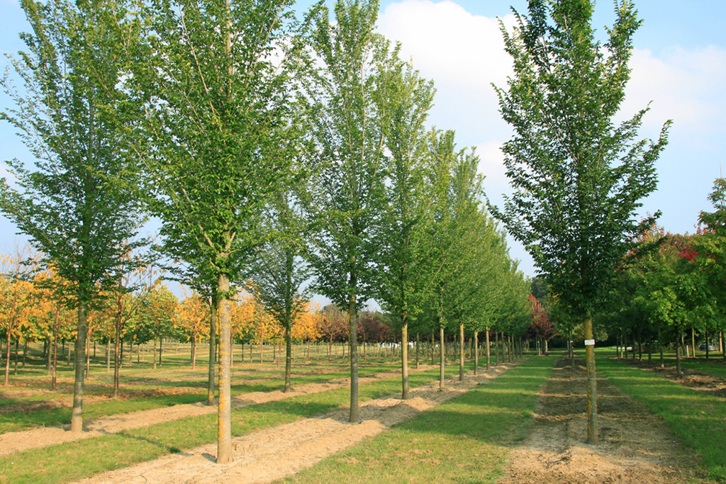 Hochstamm Ulmus hollandica Lobel Junge Ulmen