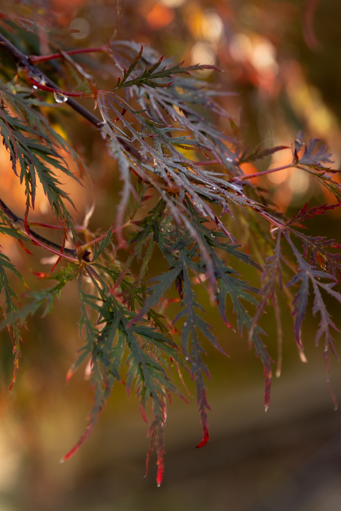 Acer palmatum 'Dissectum Nigrum' VJ