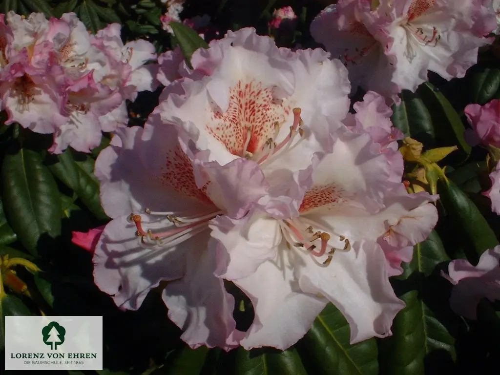 Rhododendron Hybride 'Simona'