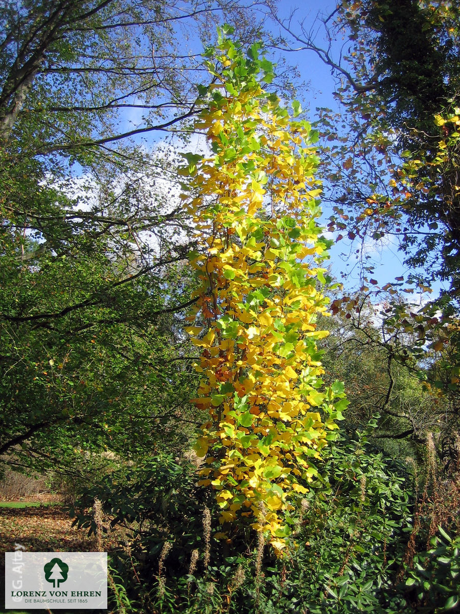 Liriodendron tulipifera 'Fastigiatum'