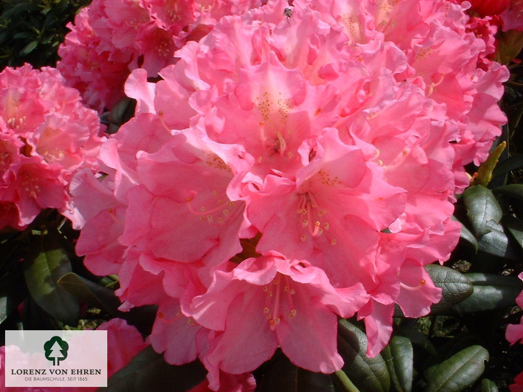 Rhododendron yakushimanum 'Polaris'