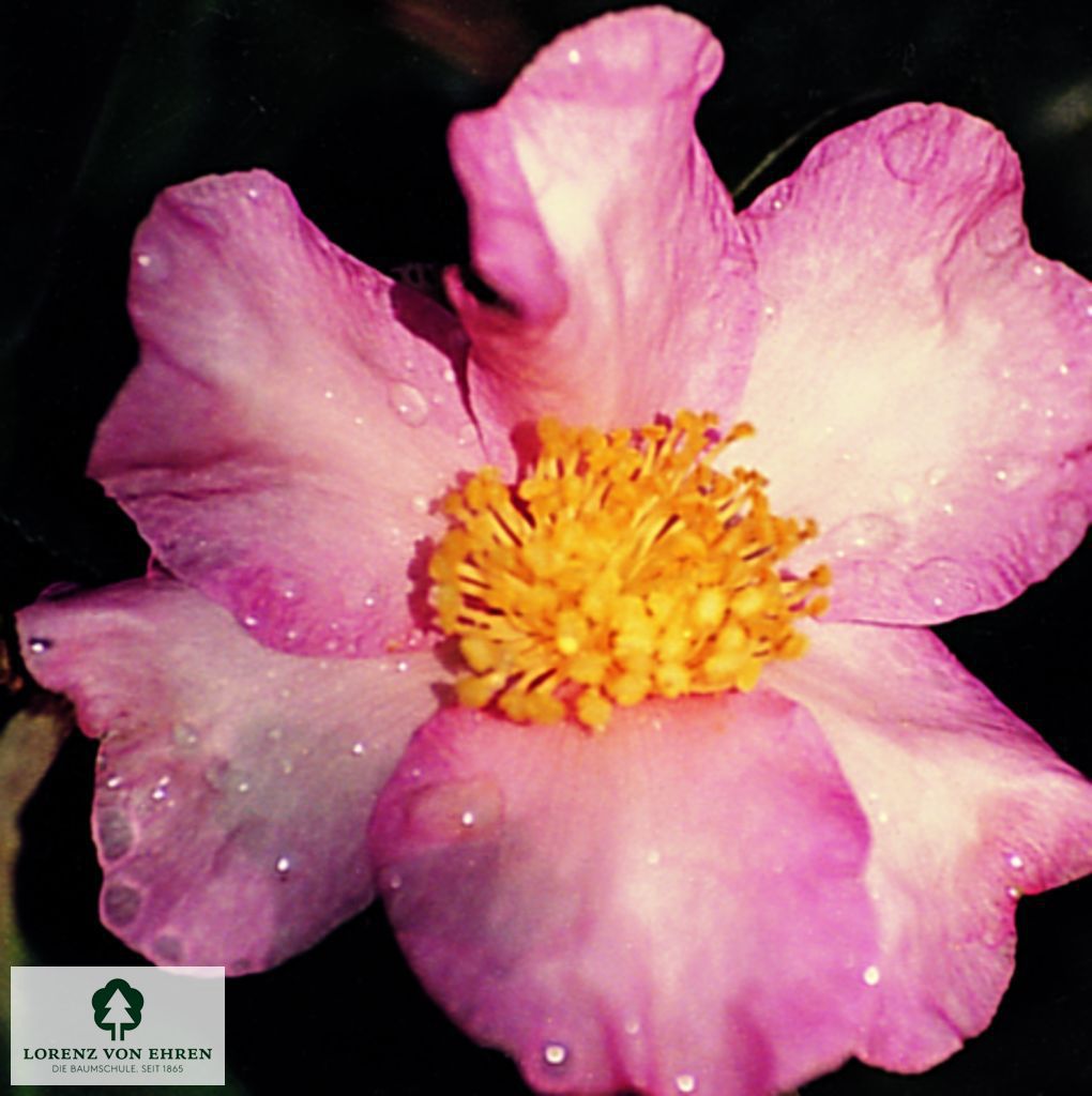 Camellia sasanqua