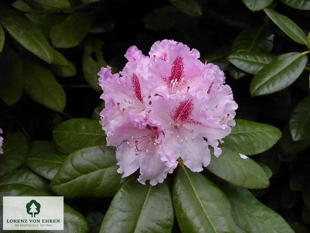 Rhododendron Hybride 'Progres'