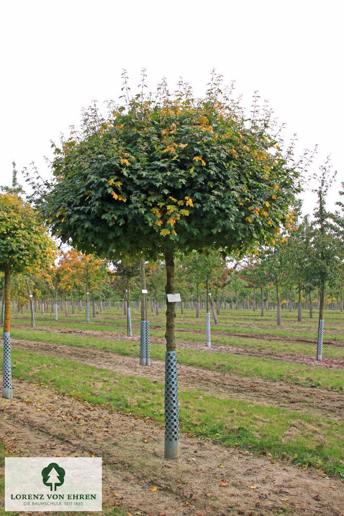 Acer campestre 'Nanum'