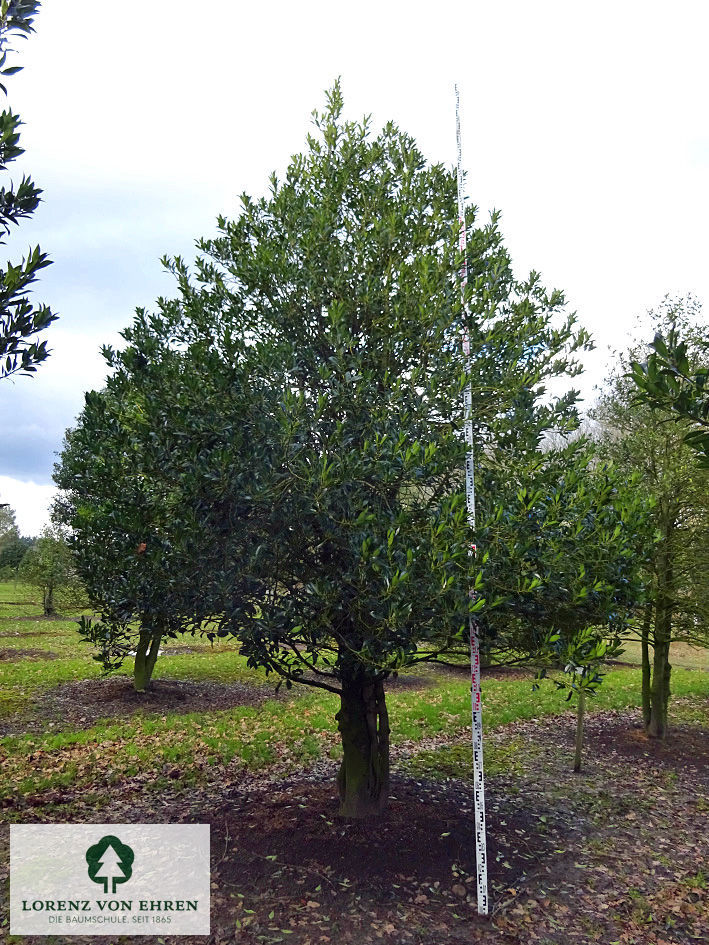 Ilex aquifolium 'Pyramidalis'