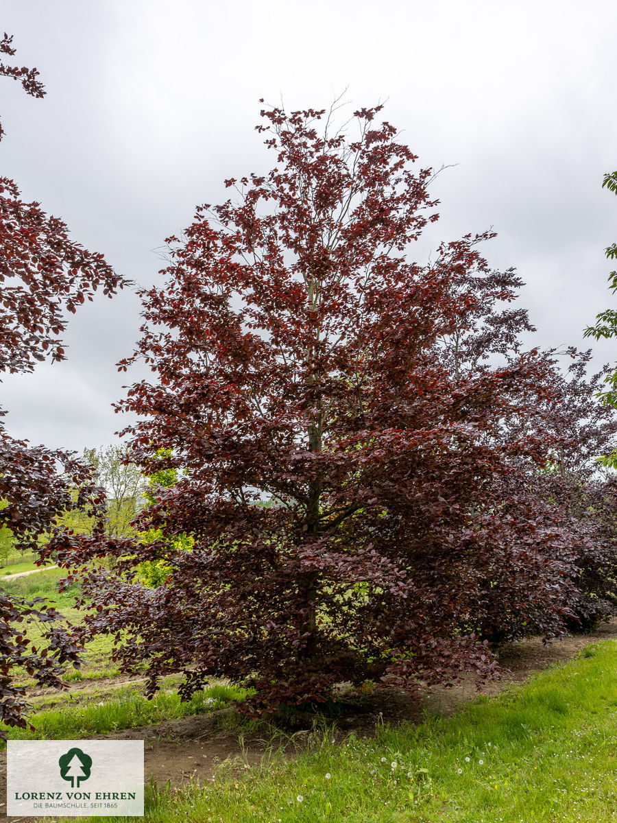 Fagus sylvatica 'Atropunicea'
