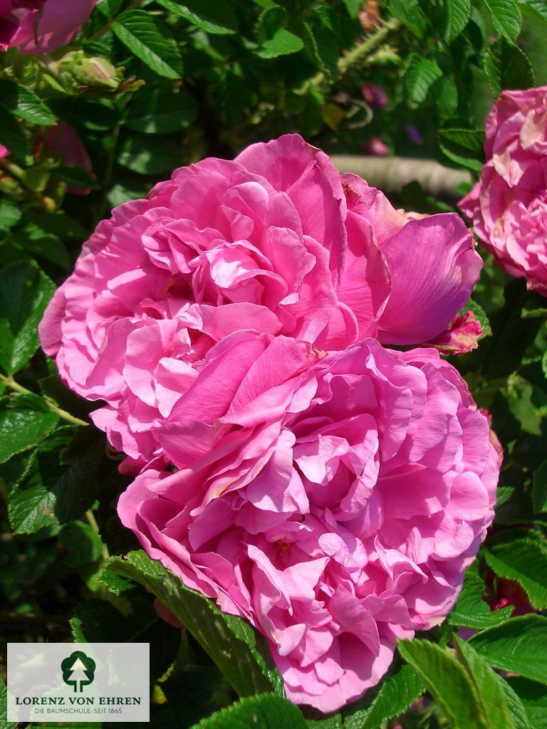 Rosa 'Romantic Roadrunner'