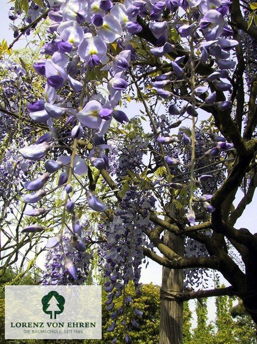 Wisteria sinensis