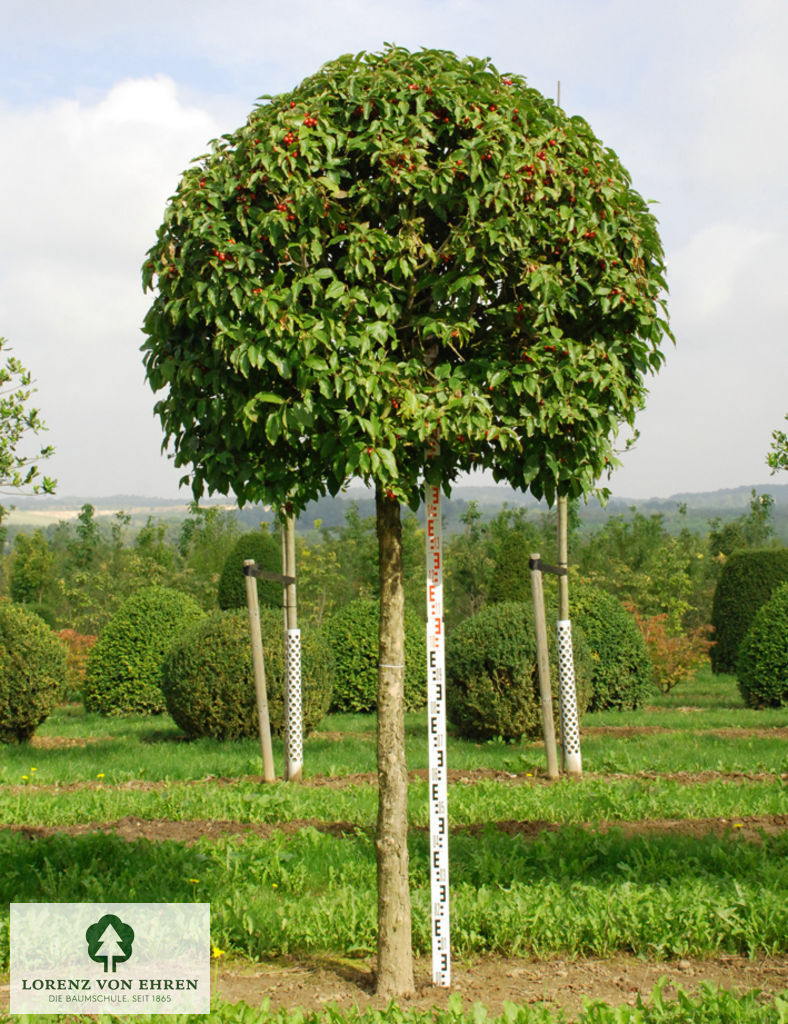 Ein einzelner Cornus mas Hochstamm mit Kugel im Sommer