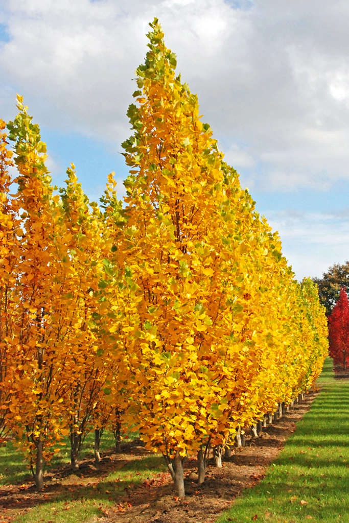 Herbstlich gelb leuchtende  Säulenbäume