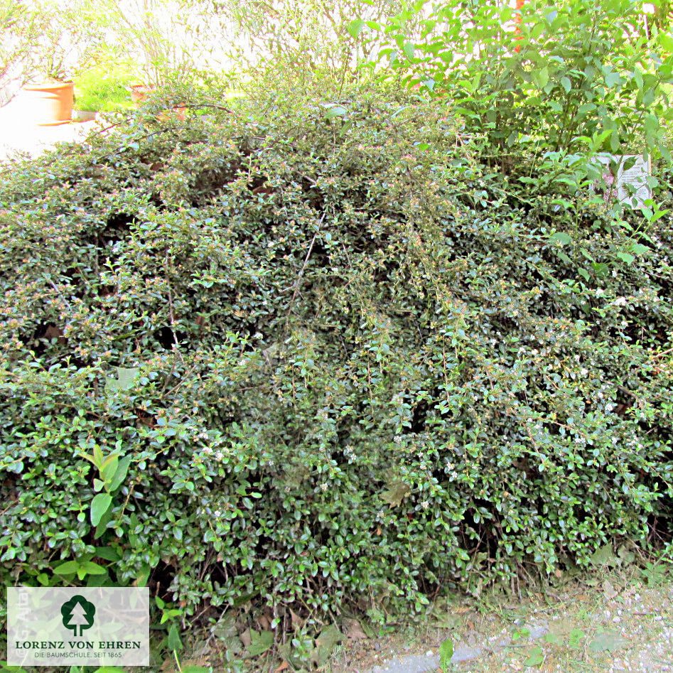 Cotoneaster dammeri 'Coral Beauty'