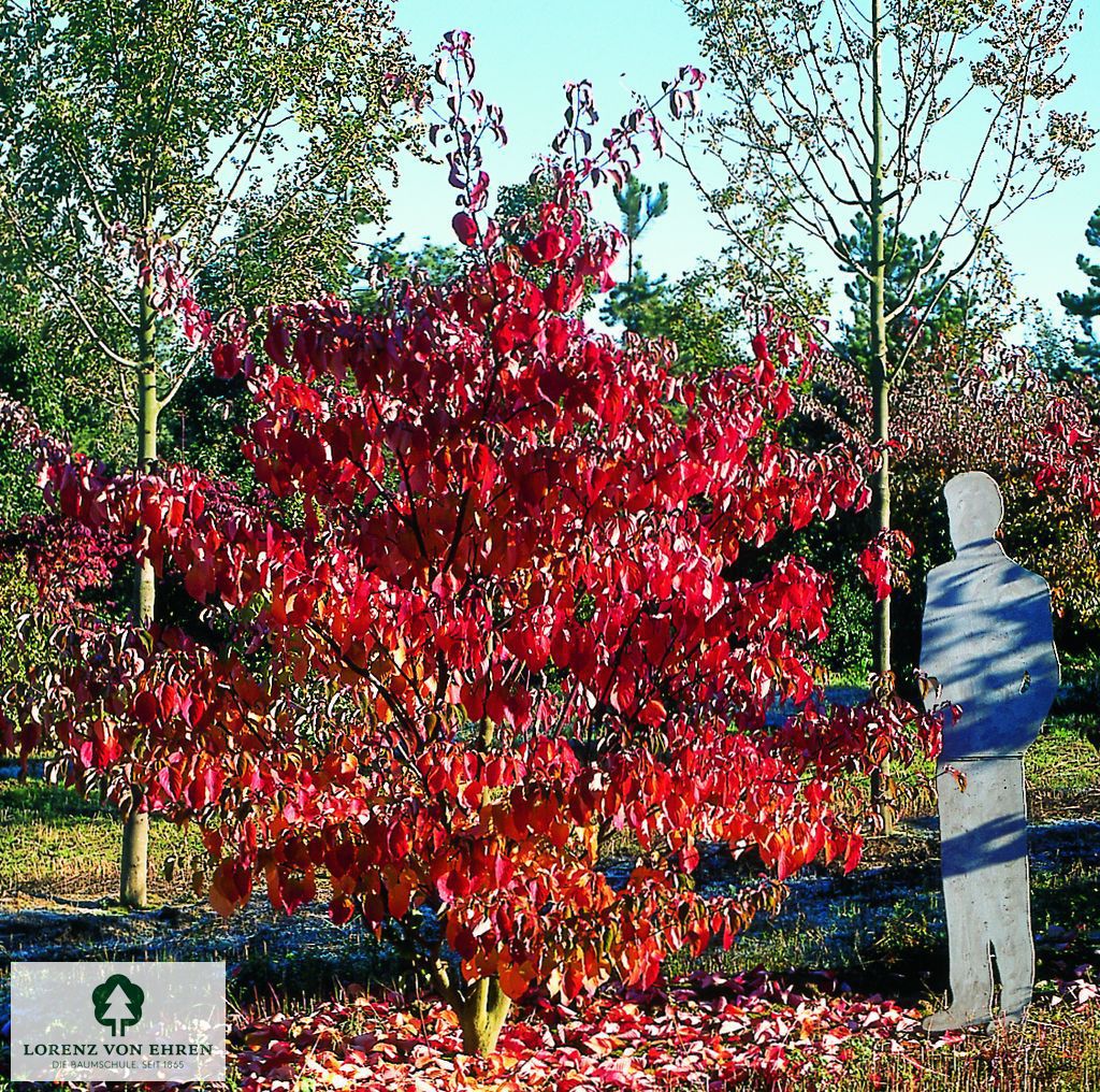 Cornus controversa