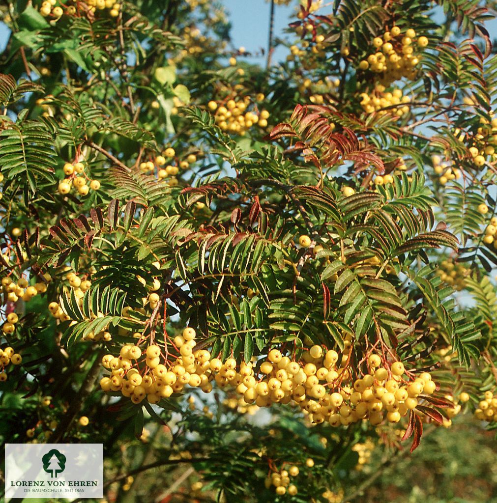 Sorbus 'Joseph Rock'