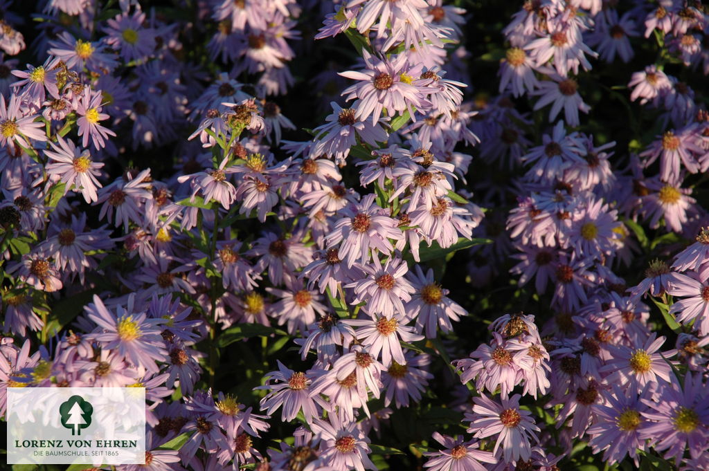 Aster novi-belgii 'Blaue Nachhut'