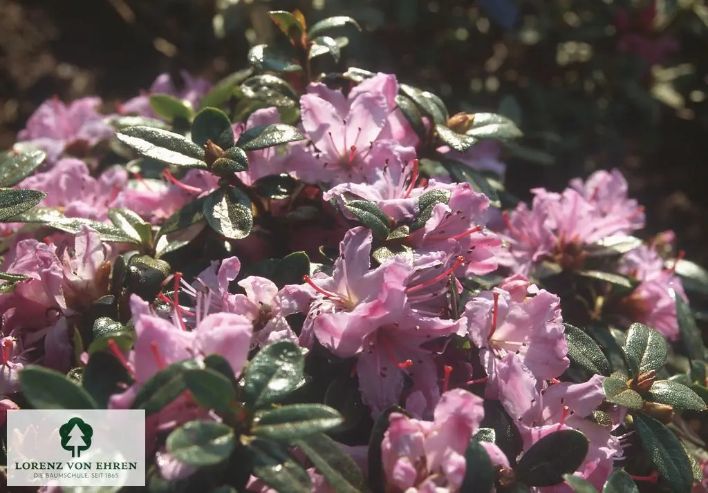 Rhododendron impeditum 'Ramapo'
