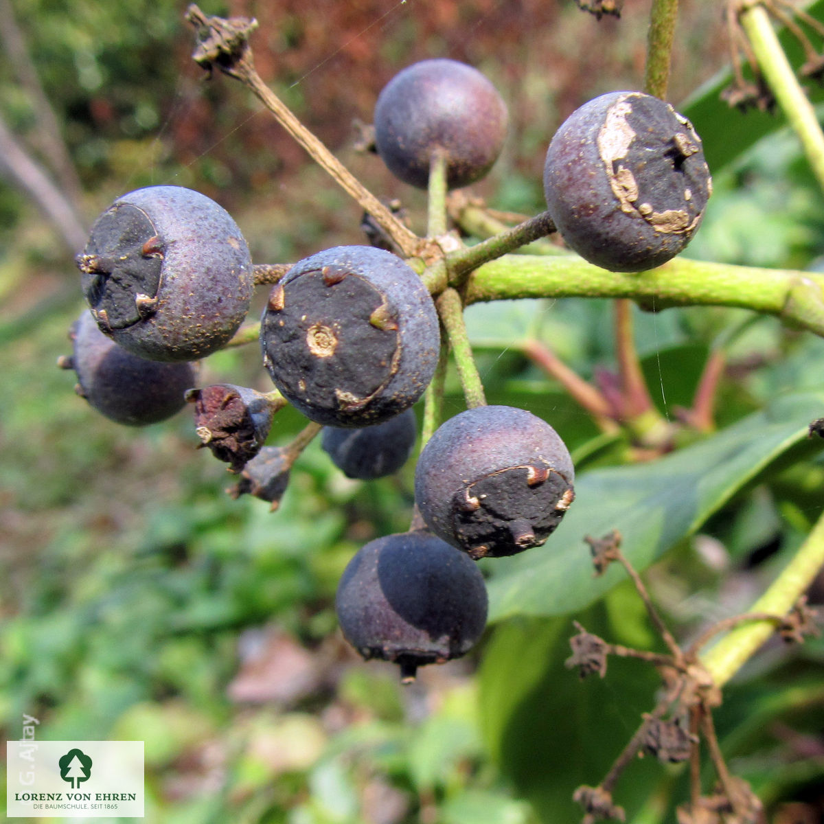 Hedera colchica 'Dentata'