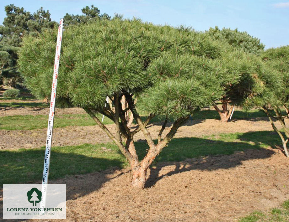 Pinus densiflora 'Pumila'