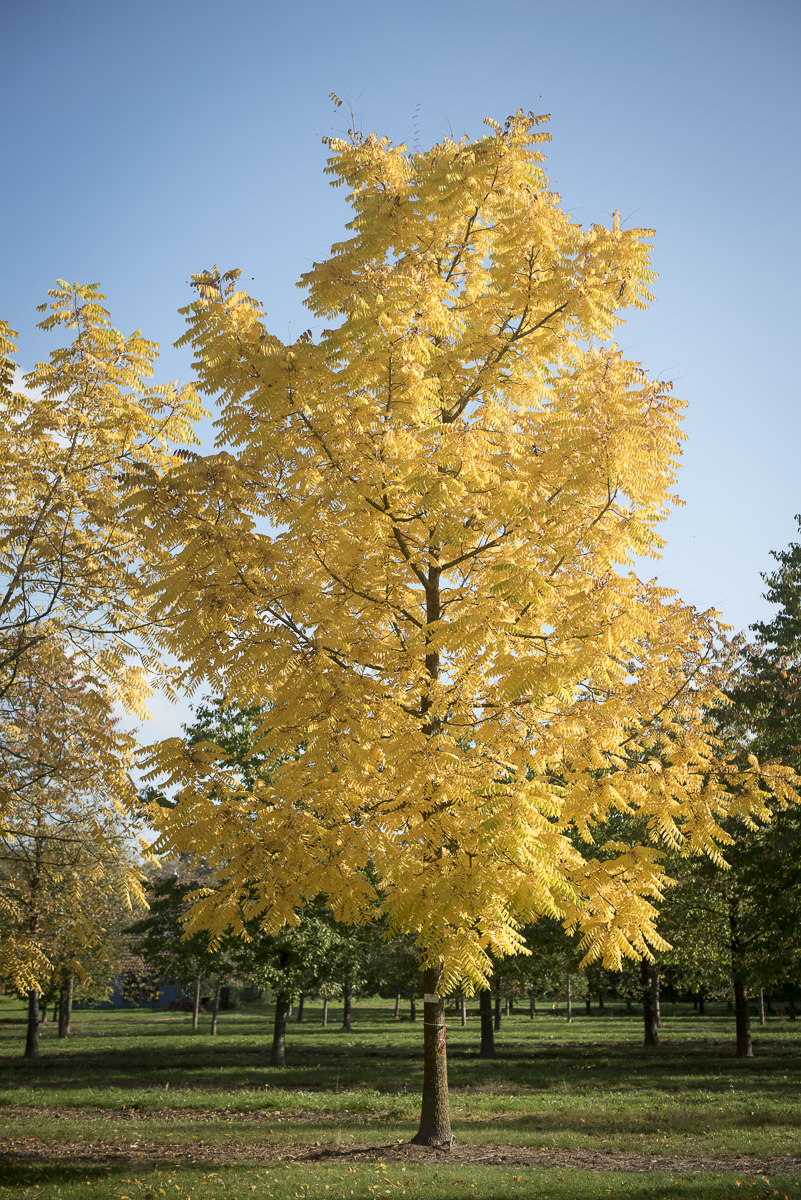 Juglans nigra Unikat