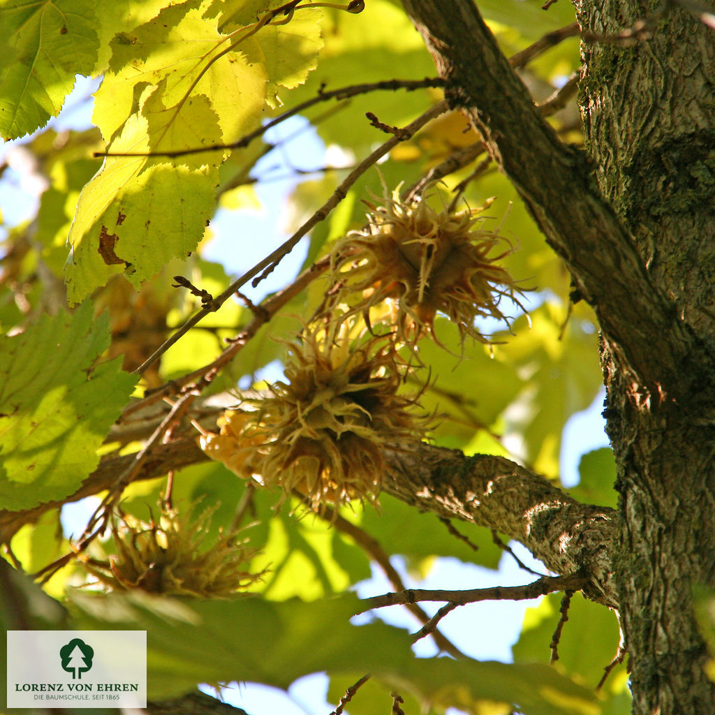 Corylus colurna