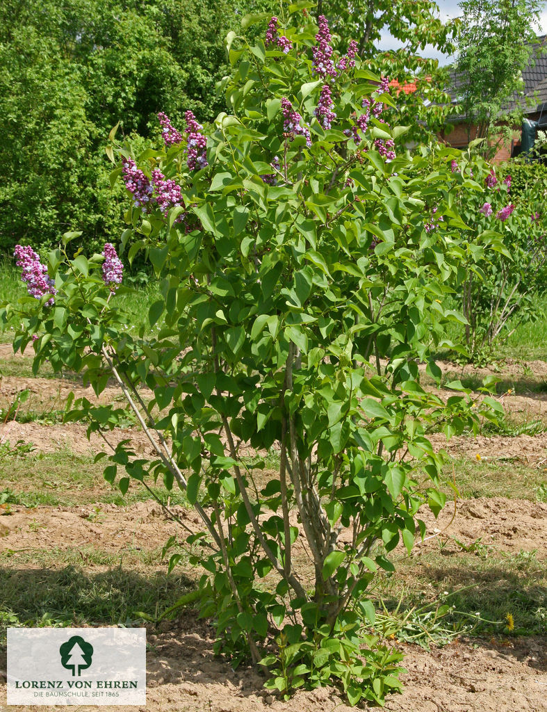 Syringa vulgaris 'Michel Buchner'