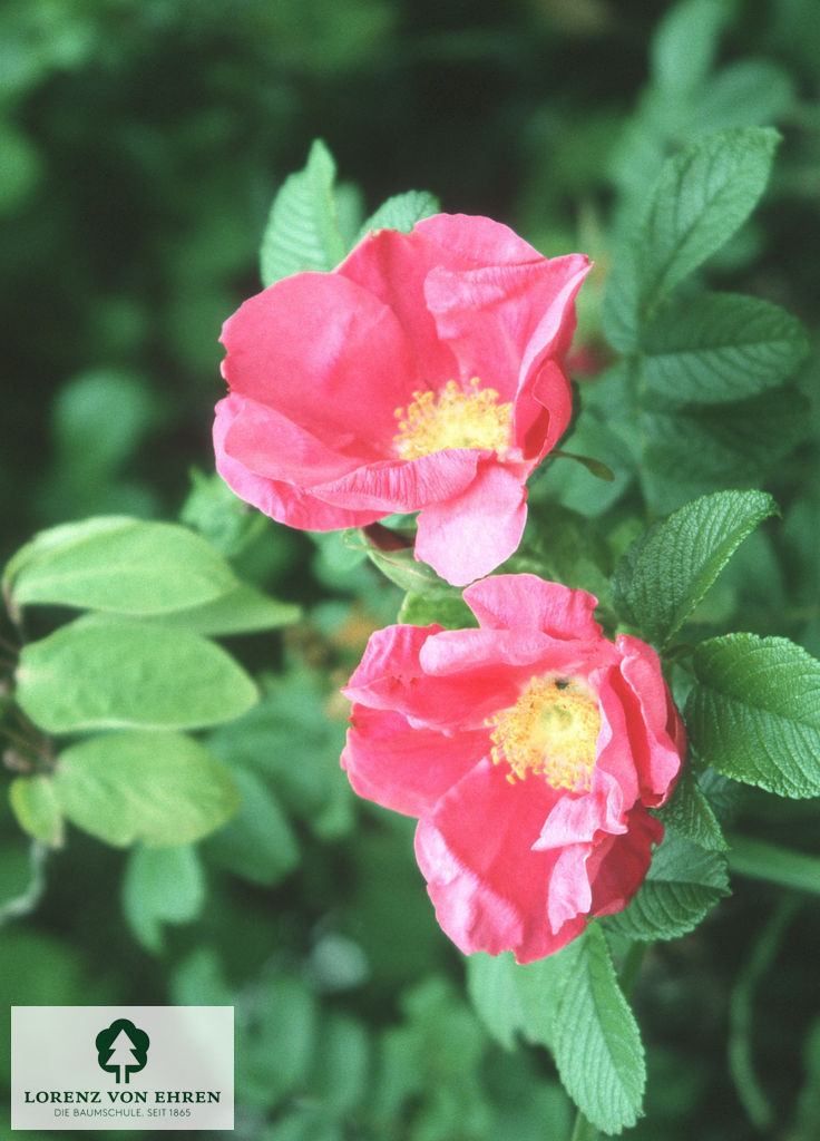 Rosa rugosa