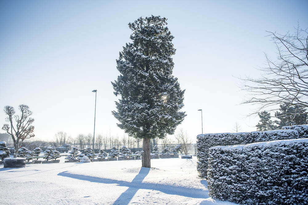 Taxus baccata (200) Unikat