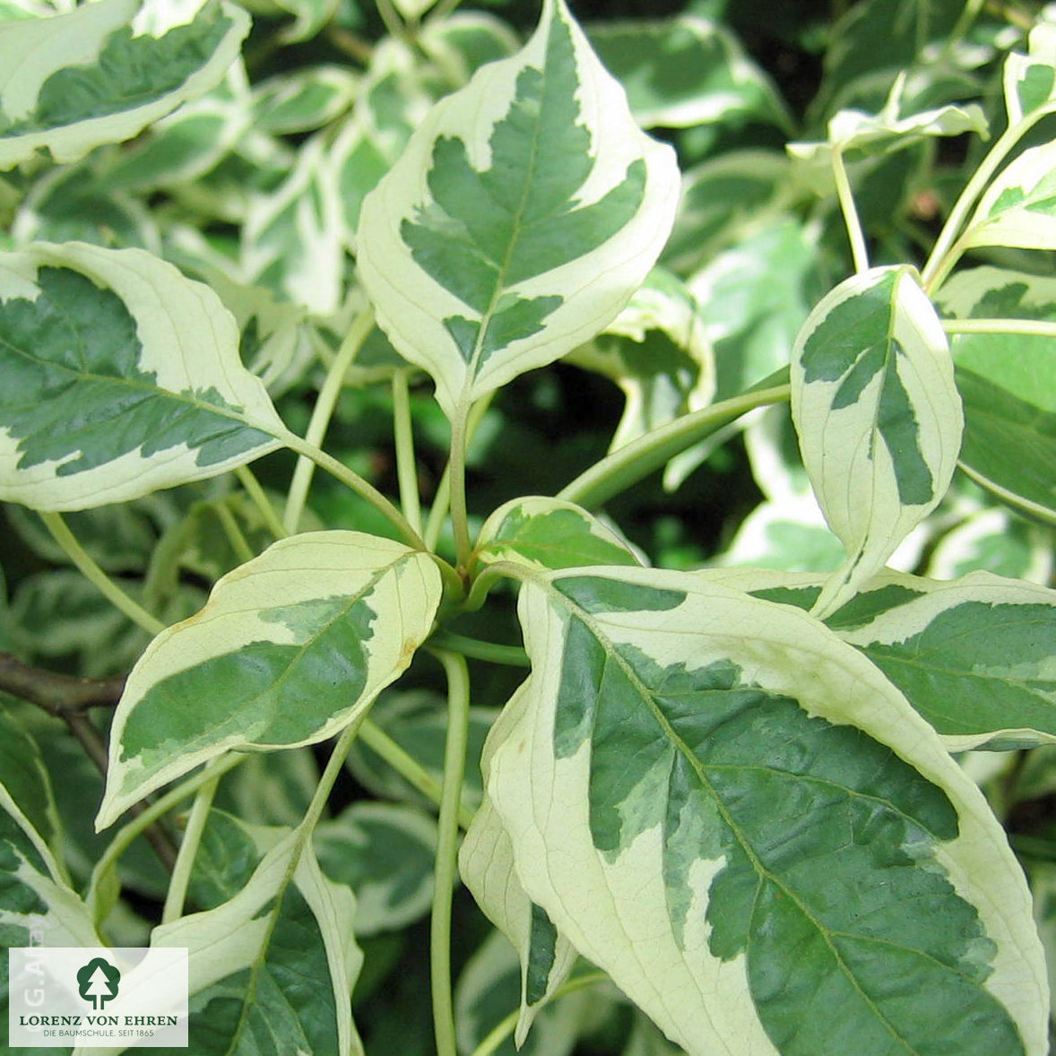 Cornus controversa 'Variegata'