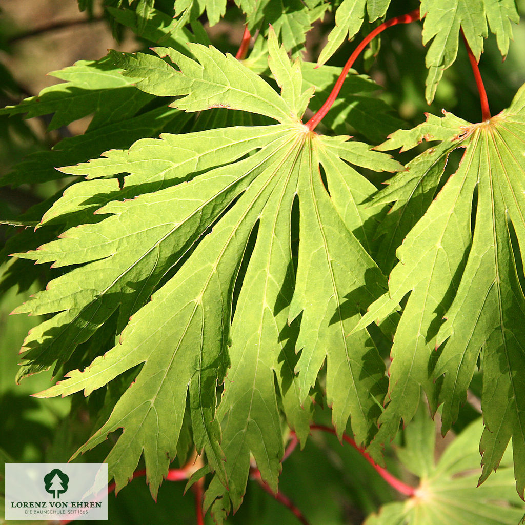 Acer japonicum 'Aconitifolium'