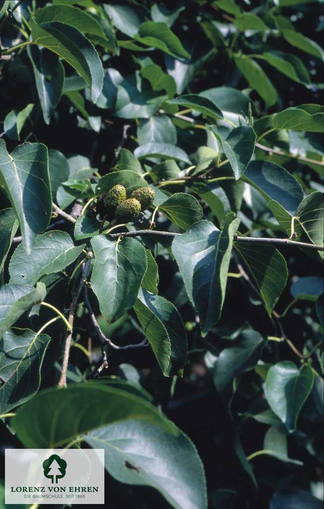 Alnus cordata