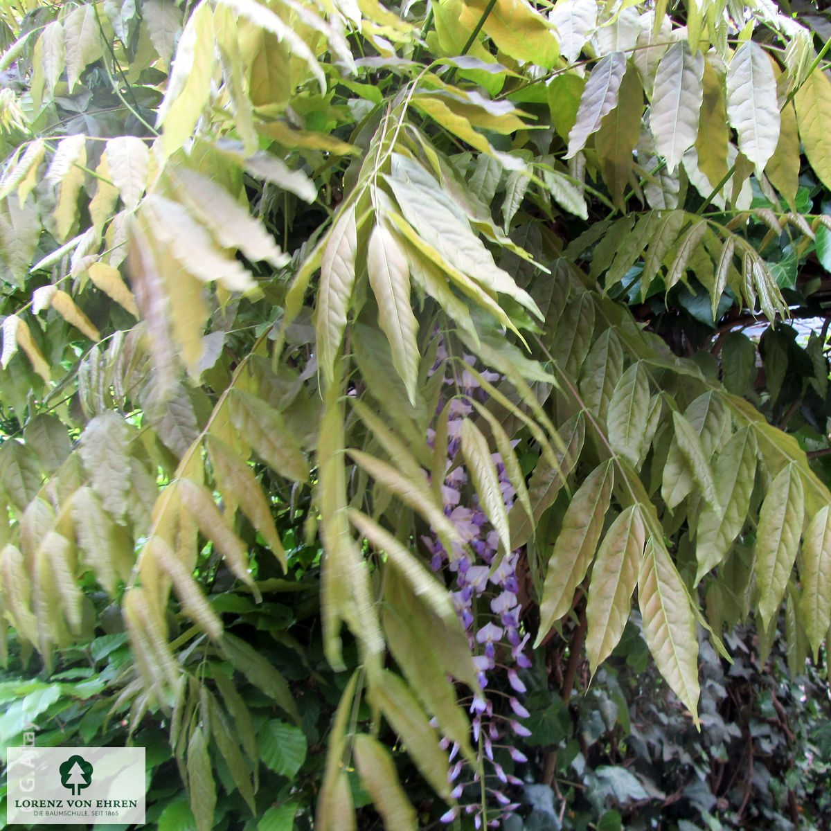 Wisteria floribunda 'Multijuga'