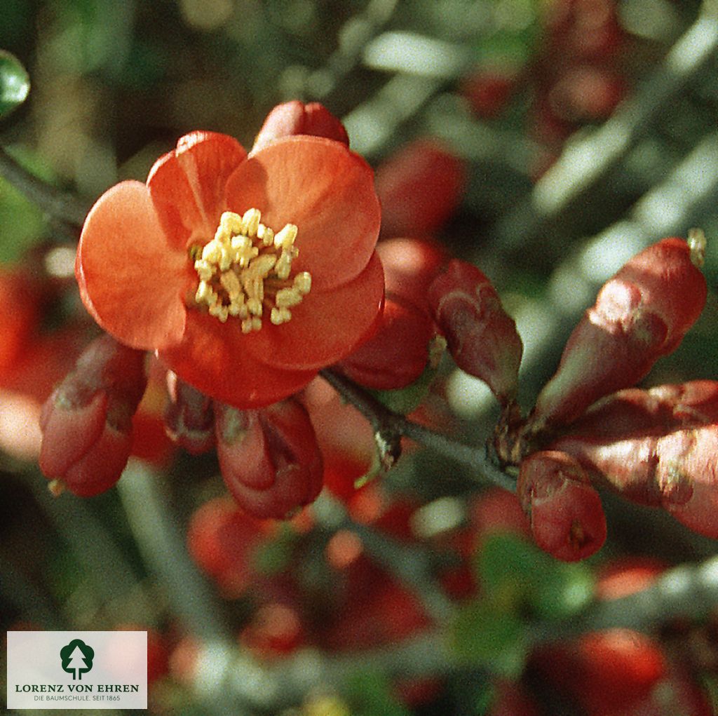 Chaenomeles 'Nicoline'