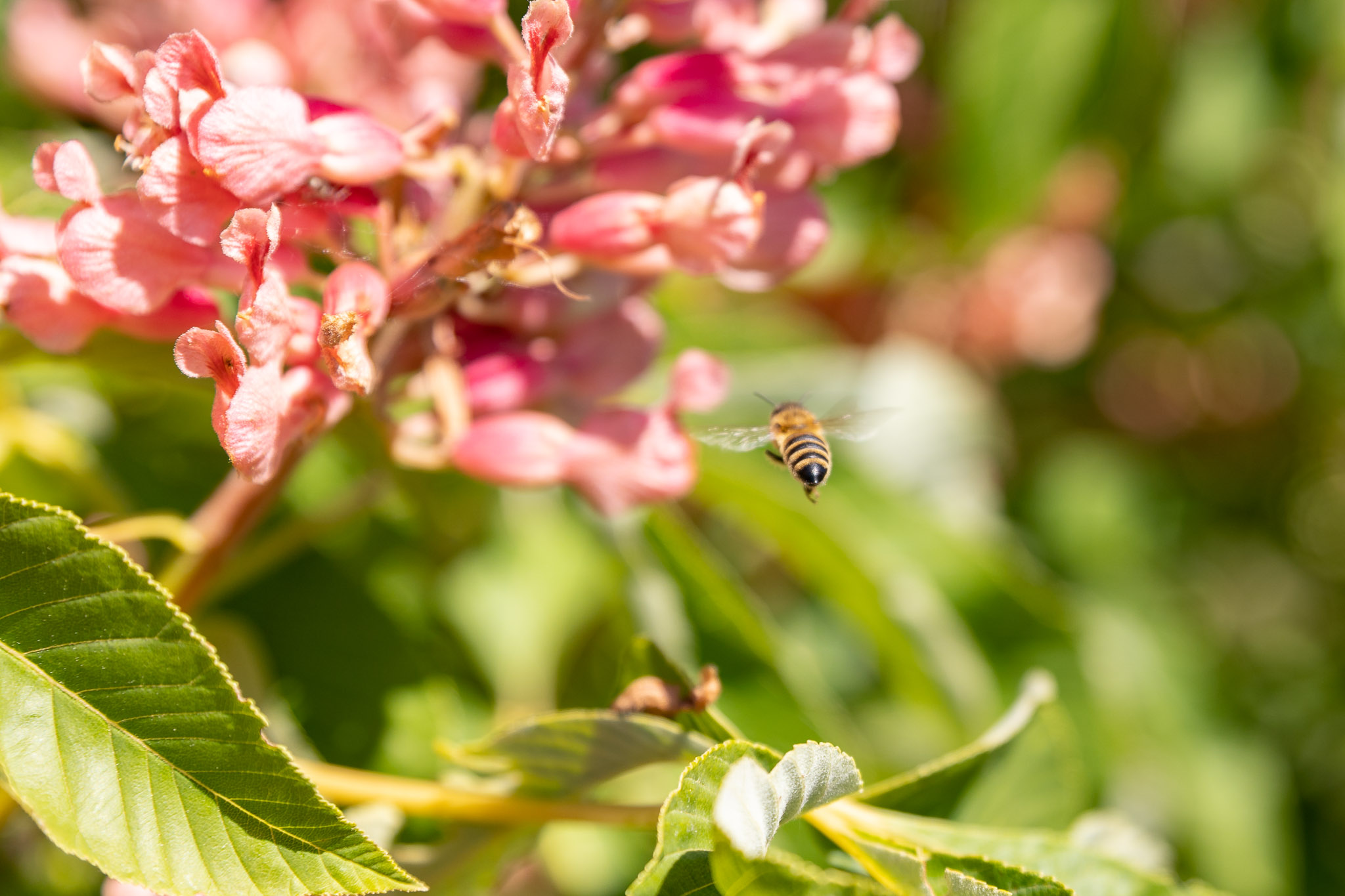 Biene mit rosa Blüte
