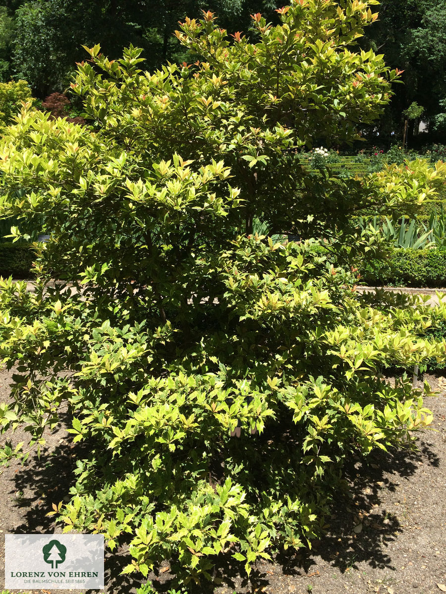 Osmanthus heterophyllus 'Tricolor'